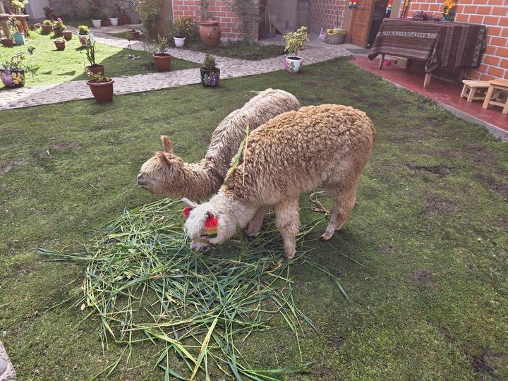 Two alpacas grazing on grass.
