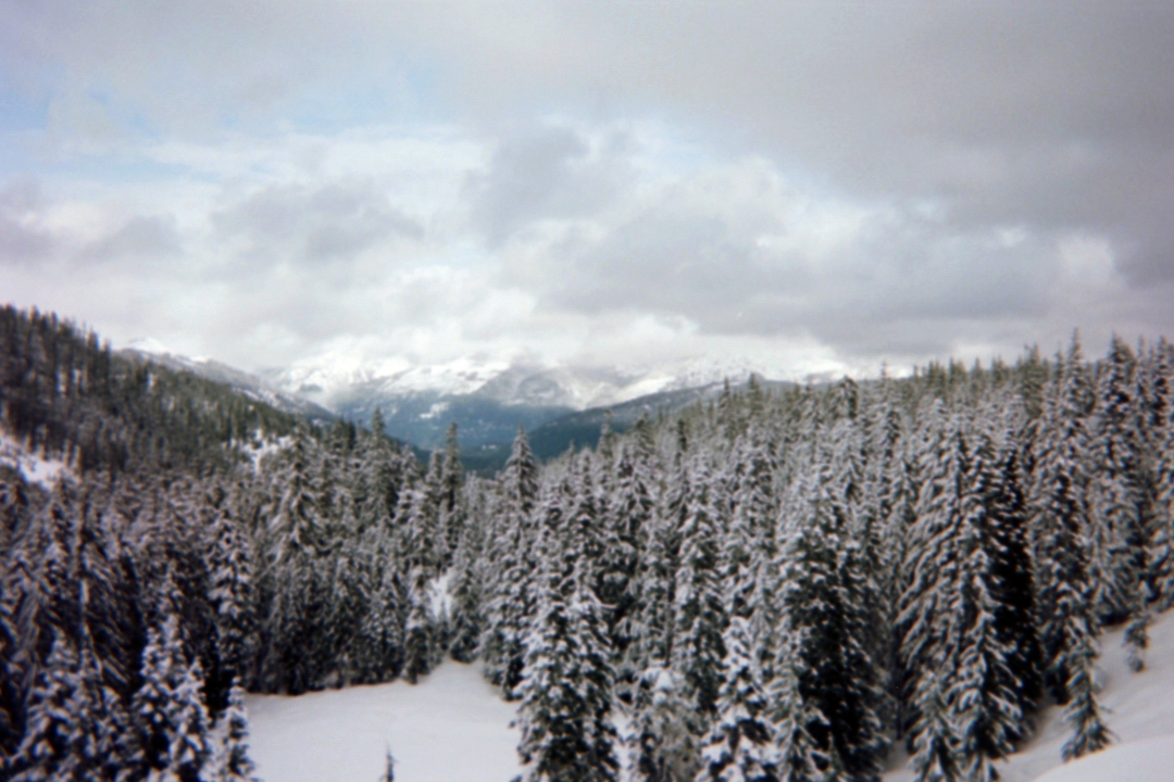Vue d'arbres enneigés avec des montagnes en arrière-plan.