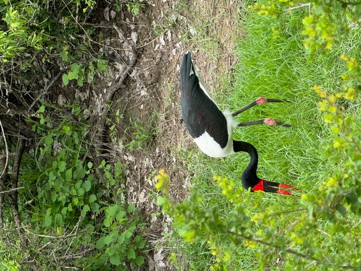 Cigogne à bec-en-selle se nourrissant sur un terrain herbeux.