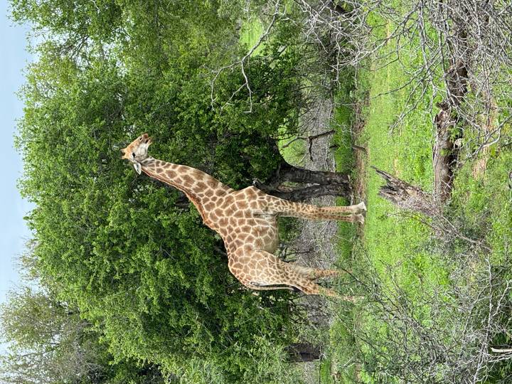 Girafe debout qui mange des feuilles d'un arbre.