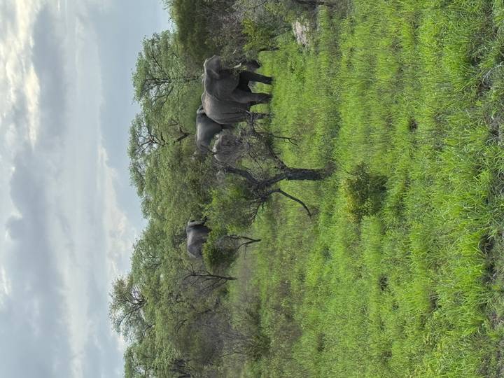 Des éléphants marchant à travers une prairie verte.