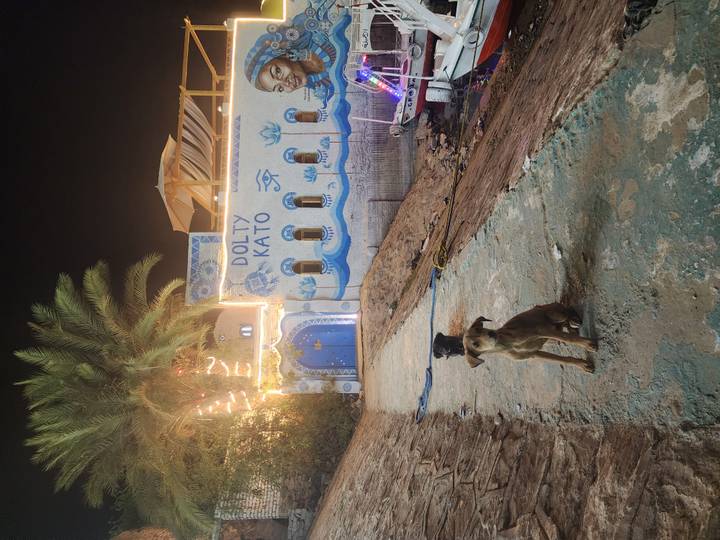 Two dogs sitting on a path next to a colorfully lit building at night.