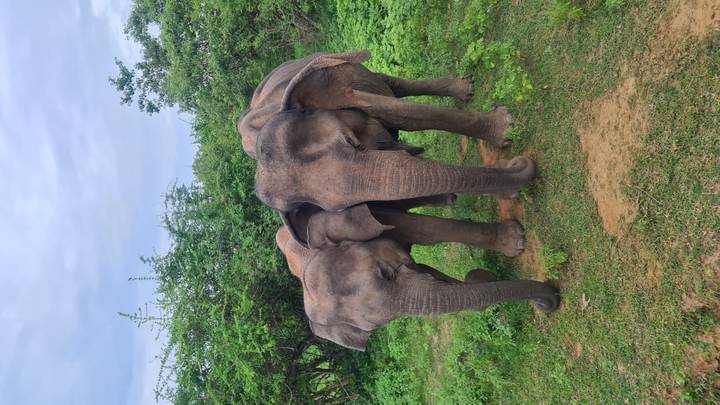 Dos elefantes parados muy cerca uno del otro en un entorno verde.