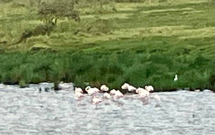 Blurry image of a group of flamingos in the water.