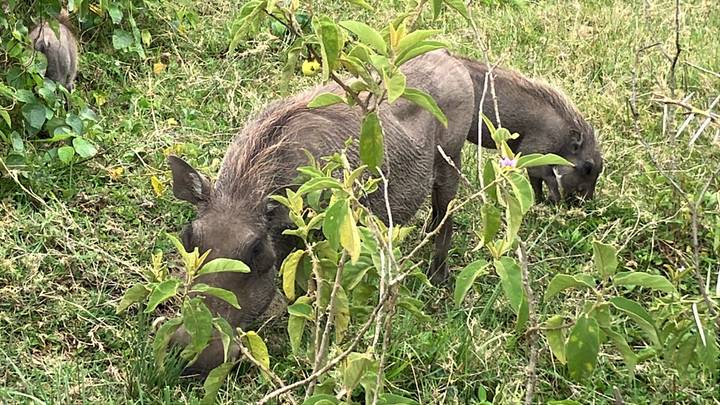 Pair of warthogs grazing in a grassy area.