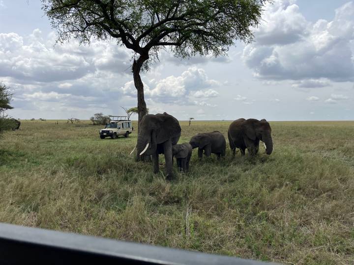 Elephants near a safari vehicle in a grassy plain.
