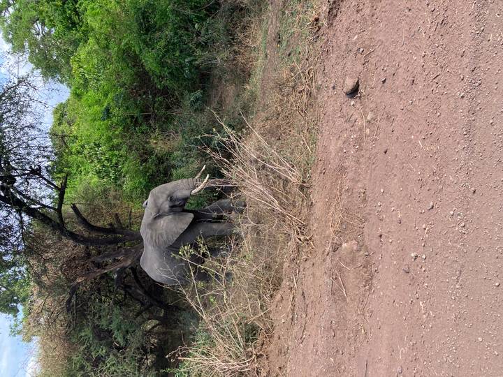 An elephant walking through brush and trees.