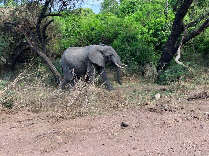 An elephant walking through vegetation in a natural environment.
