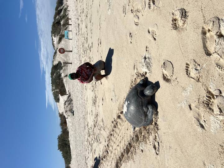 Person with a turtle on a sandy beach.
