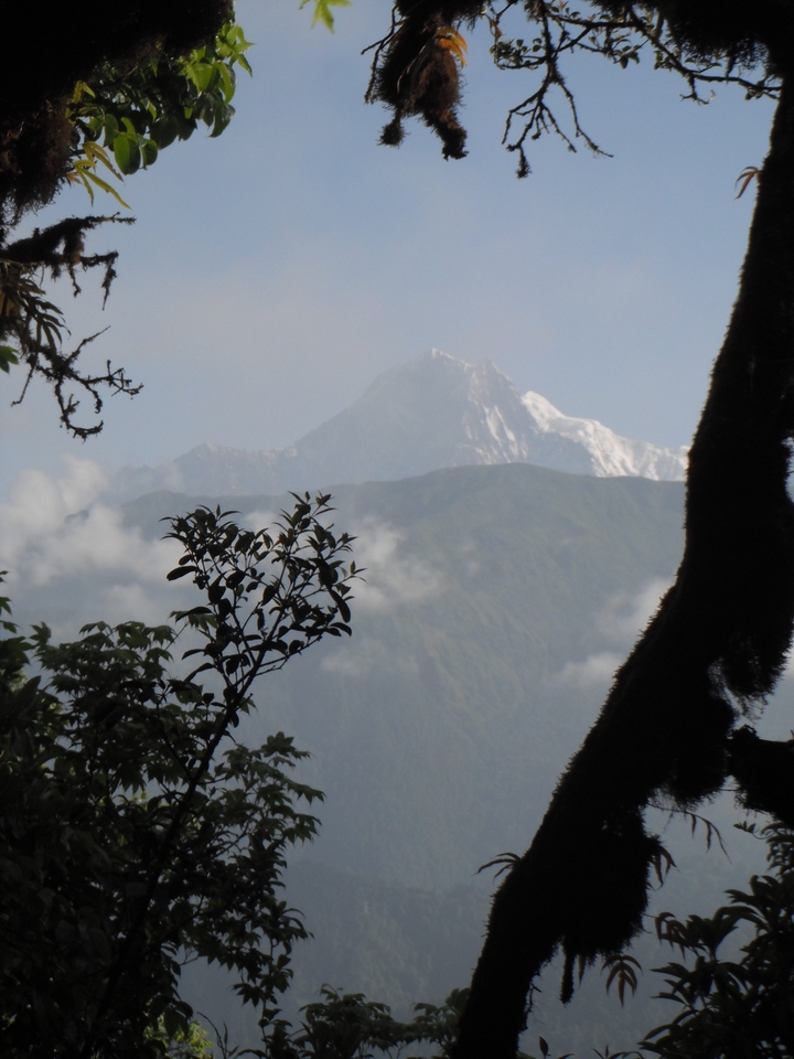 Sommet de montagne entouré de nuages et d'arbres au premier plan.