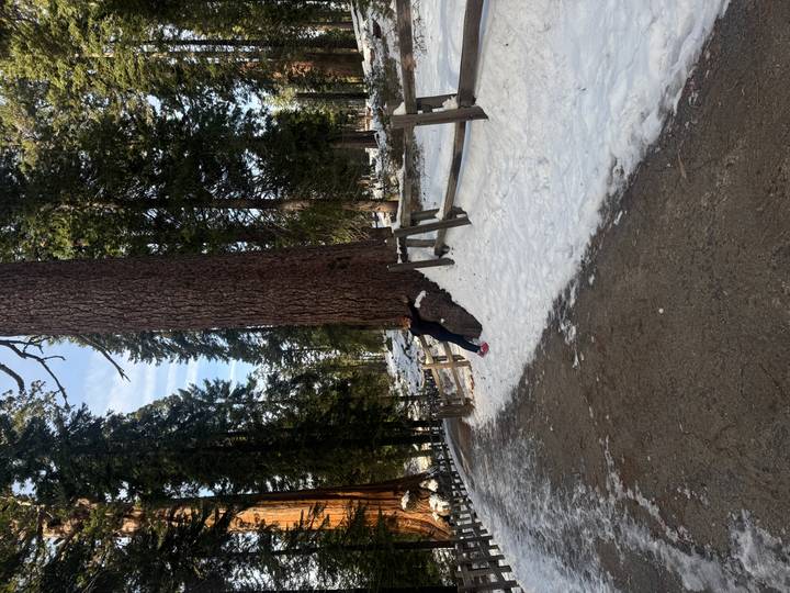 Personne étreignant un arbre géant dans une forêt enneigée.