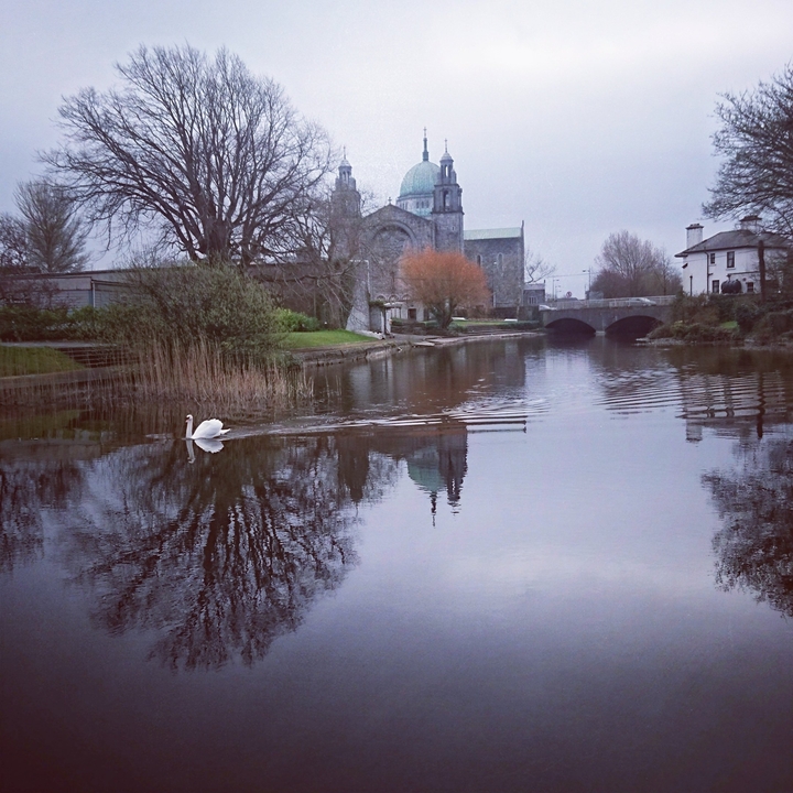 Cygne nageant dans une rivière avec cathédrale et pont en arrière-plan.