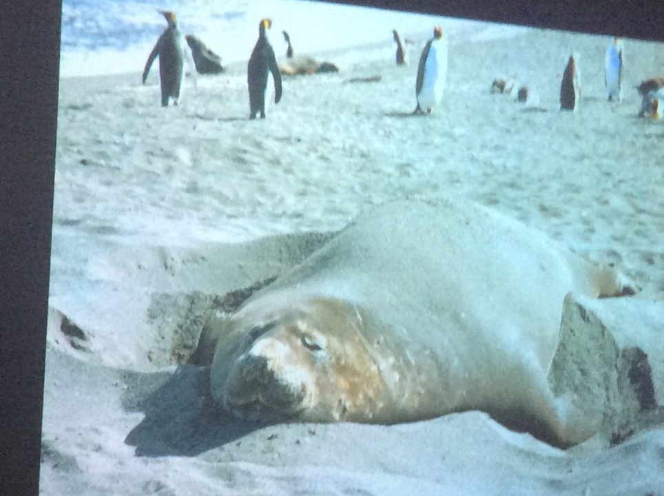 Grand phoque se reposant sur une plage de sable avec des gens en arrière-plan.