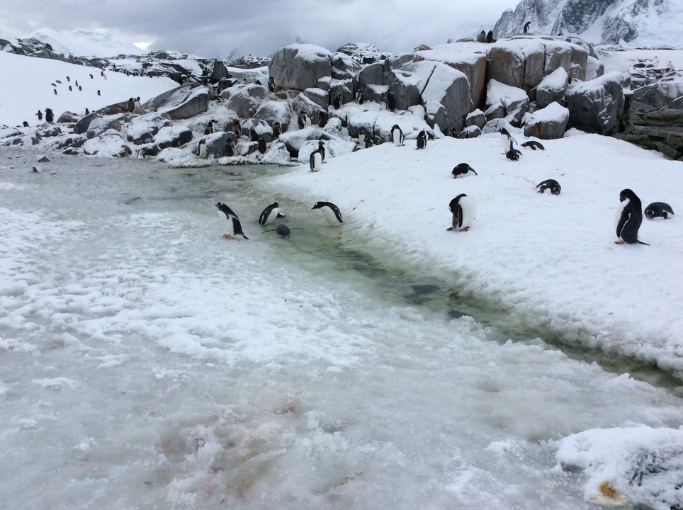 Pingouins rassemblés près d'un cours d'eau glacé.