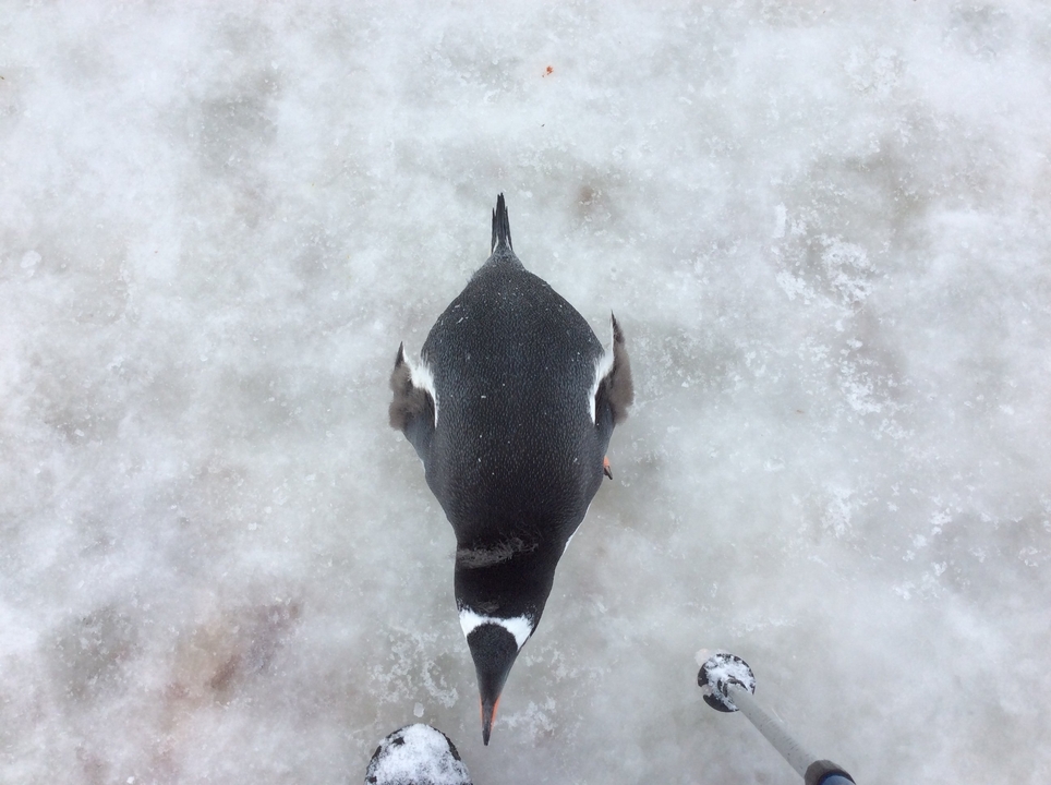 Pingouin vu du ciel marchant sur la neige.