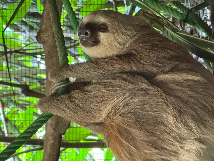 Primer plano de un perezoso colgando de una rama.