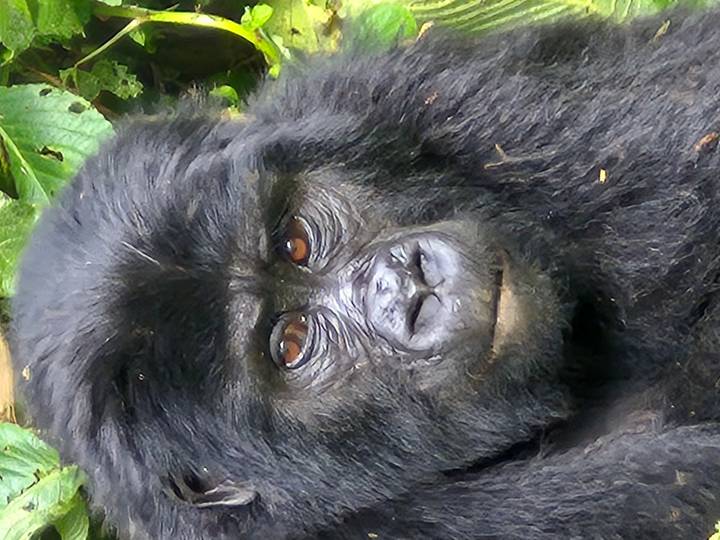 Primer plano de un gorila mirando directamente a la cámara.