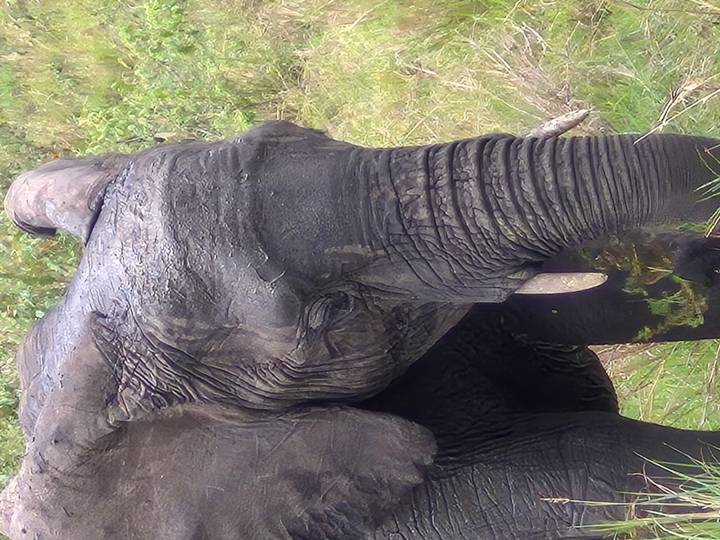 Primer plano de un elefante con detalle visible de la trompa.