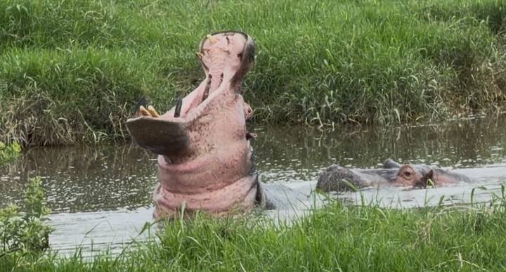 Hippopotame dans une rivière herbeuse avec un autre partiellement submergé.
