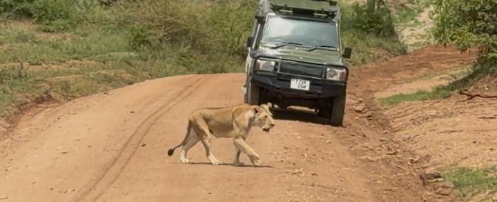 Lion marchant sur un chemin de terre avec un véhicule de safari à proximité.