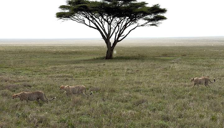 Trois guépards marchant sur une savane herbeuse sous un arbre solitaire.