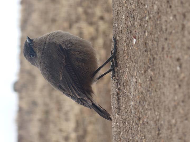 Gros plan d'un oiseau dans un environnement naturel.