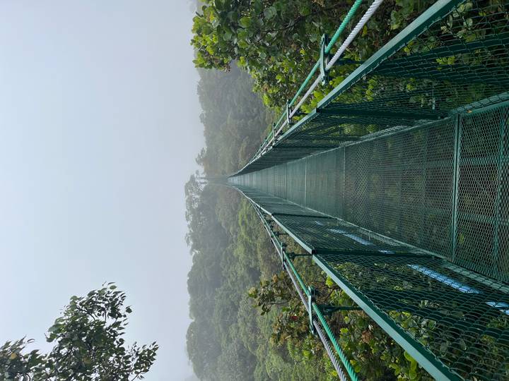 Pont suspendu au-dessus d'un paysage forestier.