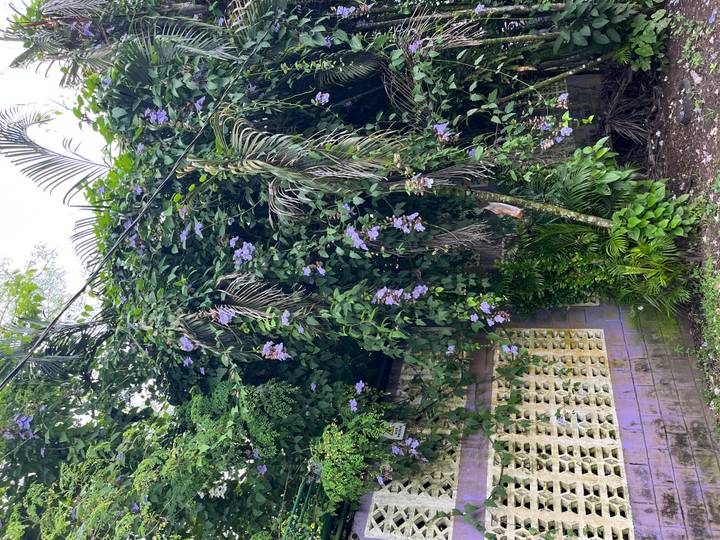 Vue de fleurs violettes envahissantes et de verdure.