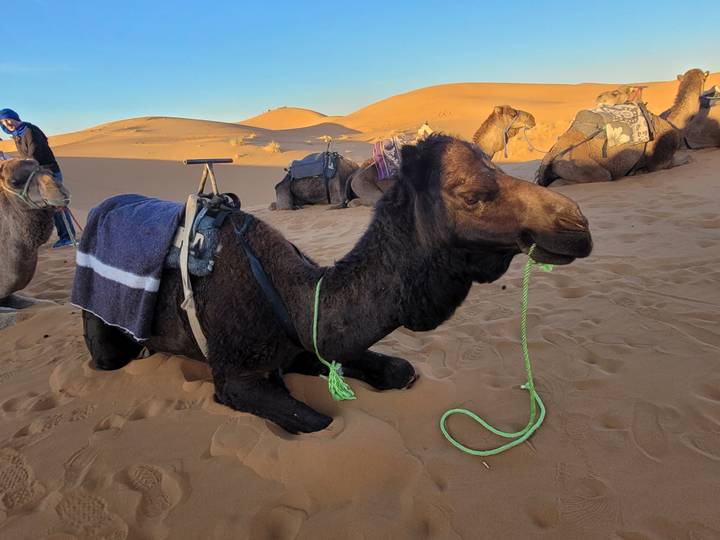 Chameau se reposant sur le sable avec des gens en arrière-plan.