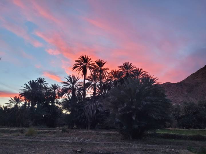 Les silhouettes des palmiers se détachent sur un ciel éclatant de soleil couchant.