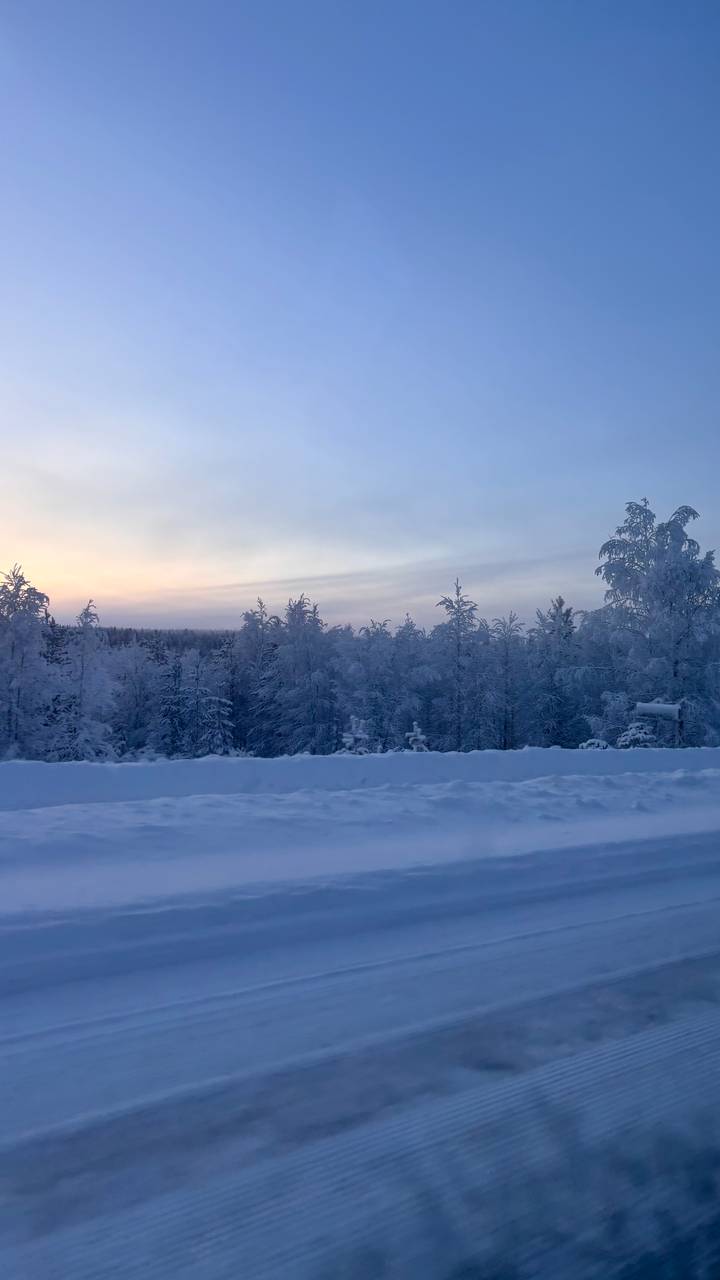 Árboles cubiertos de nieve vistos durante el atardecer o el amanecer.