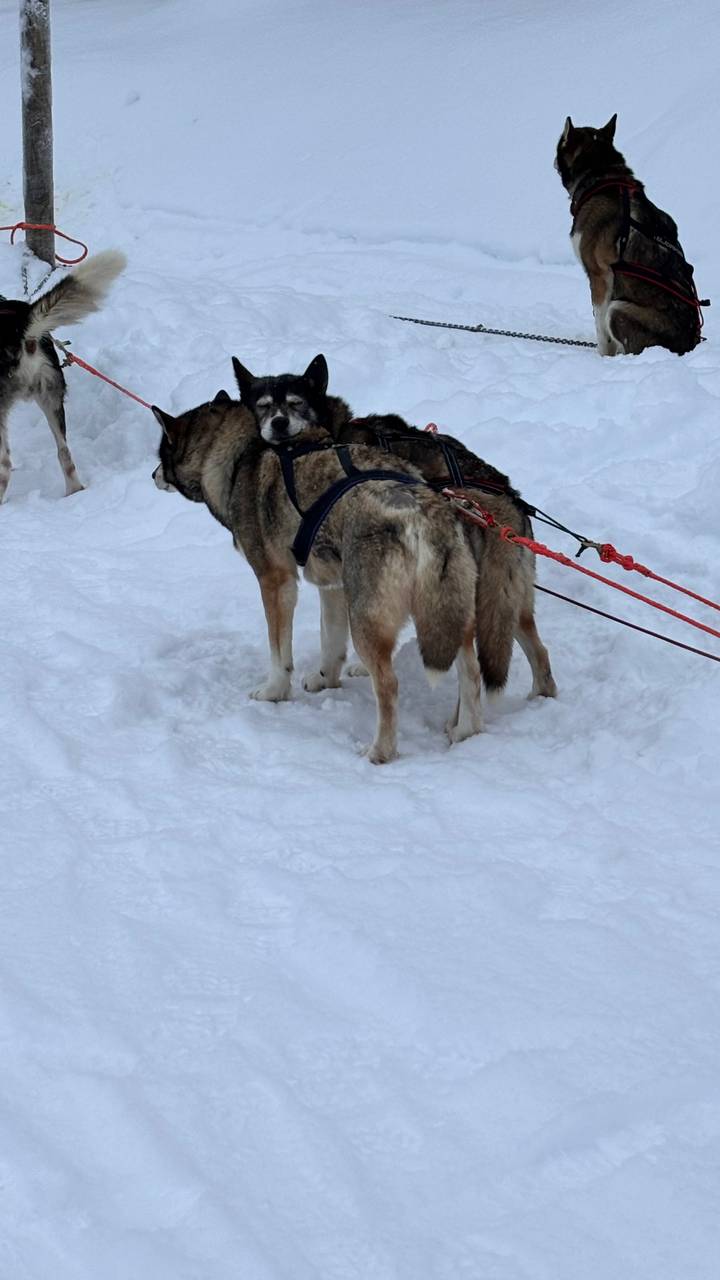 Primer plano de perros de trineo en la nieve con arneses.
