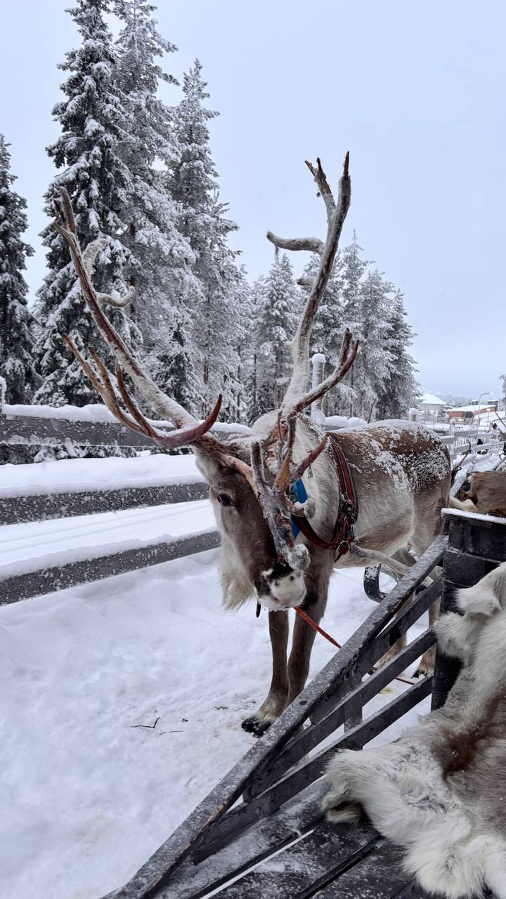 Reno cubierto de nieve con un arnés azul.