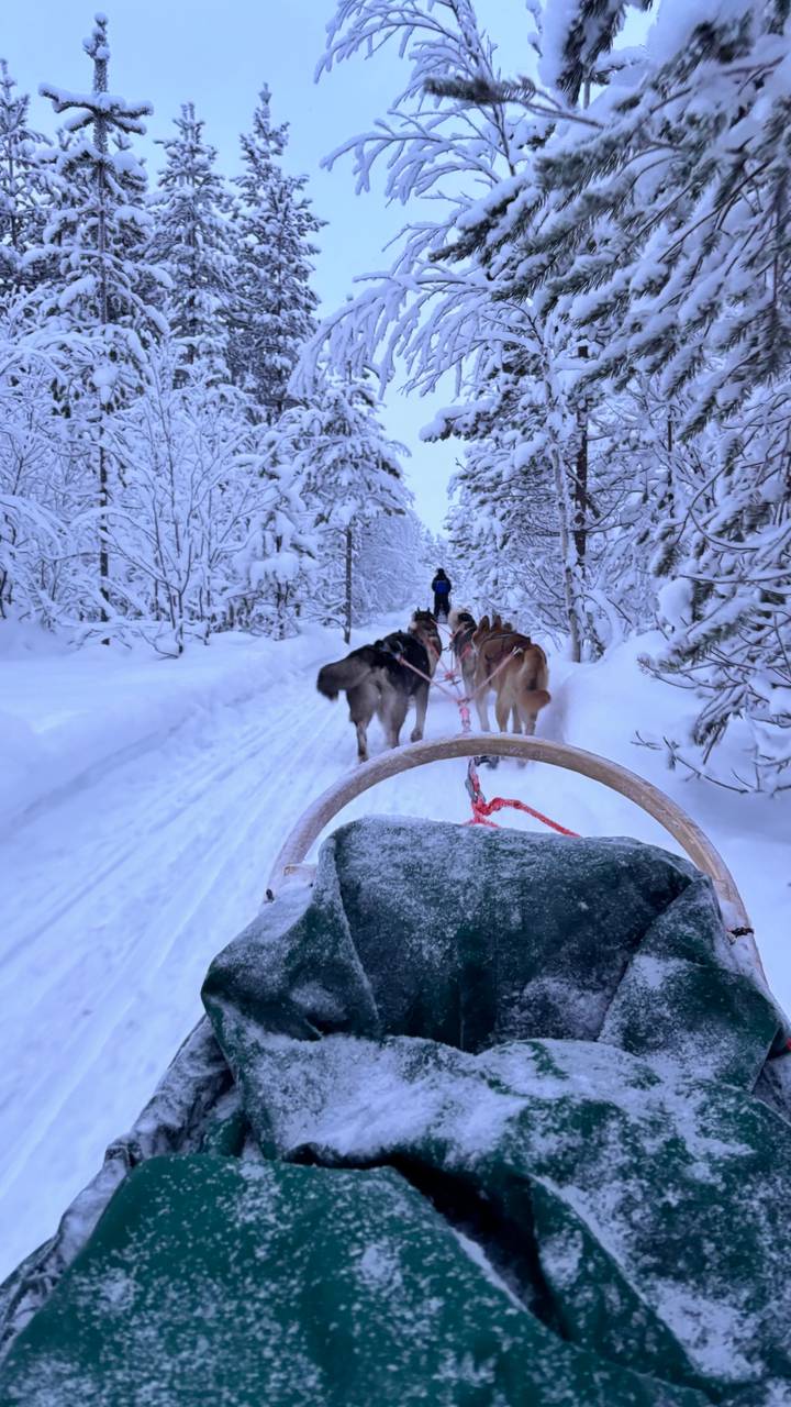 Persona montando un trineo tirado por perros a través de un bosque cubierto de nieve.