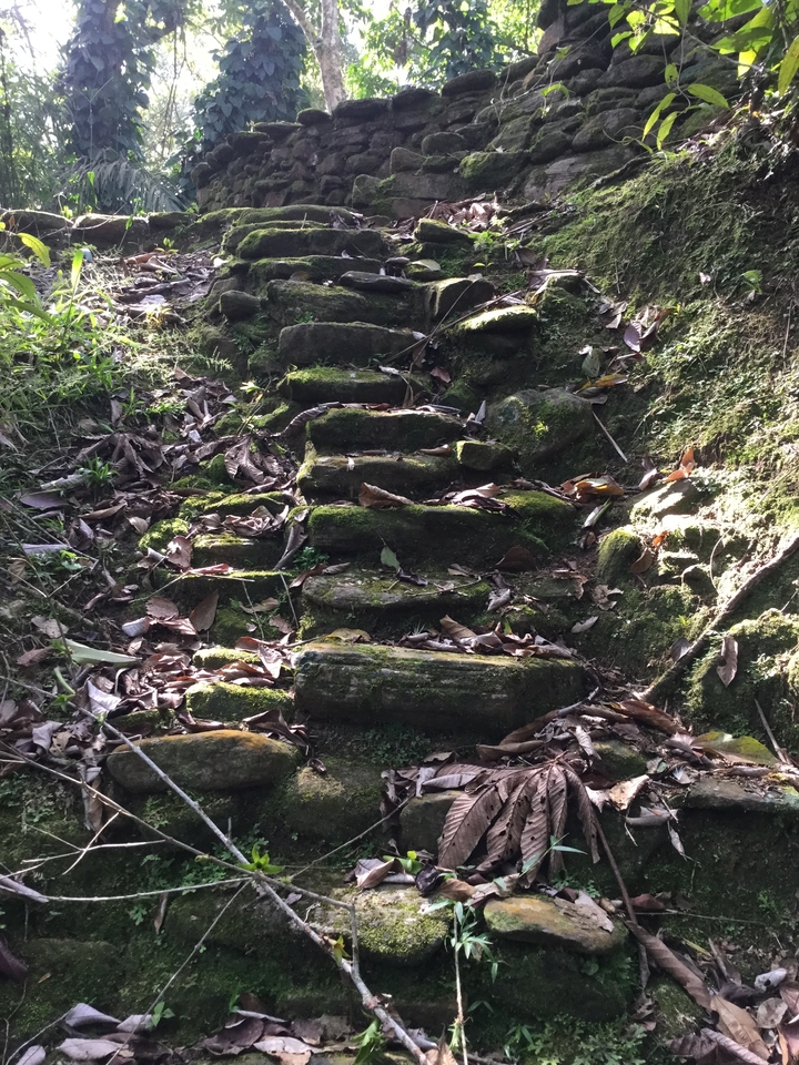 Narrow moss-covered stone steps winding up a forest trail scattered with dry leaves