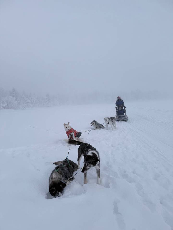 Hundeschlittenfahrt in einer verschneiten Landschaft mit einer Person, die den Schlitten lenkt.
