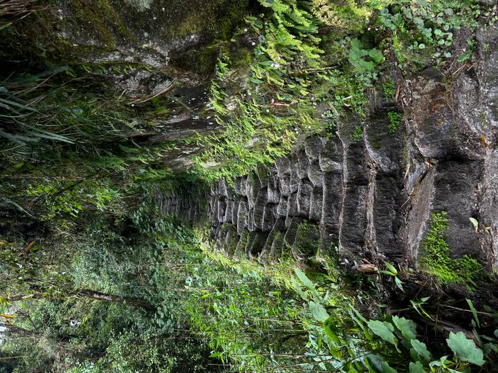 Steinerne Stufen bedeckt mit grünem Moos und Laubwerk rundherum.