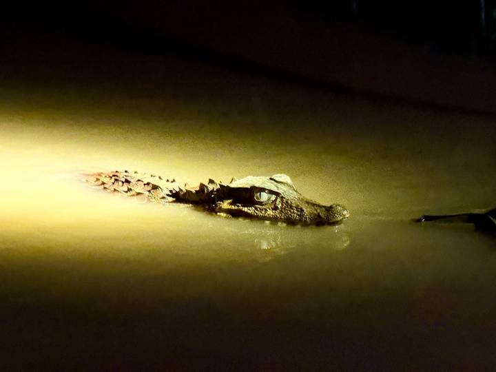 Kaiman teilweise untergetaucht in schlammigem Wasser bei Nacht.
