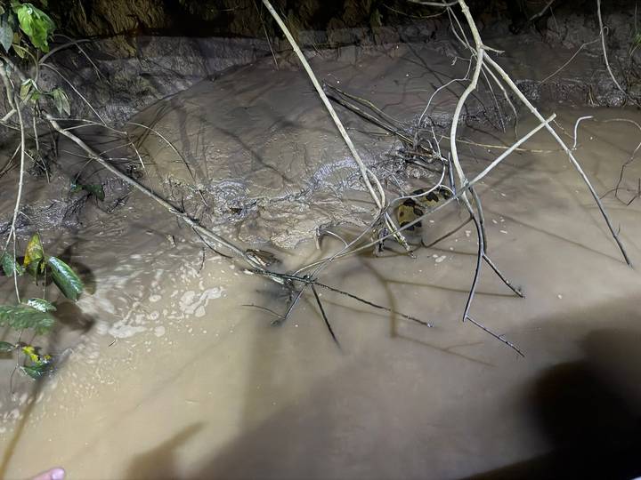 Schlamm und Wasser mit Ästen und einem kleinen sichtbaren Frosch.