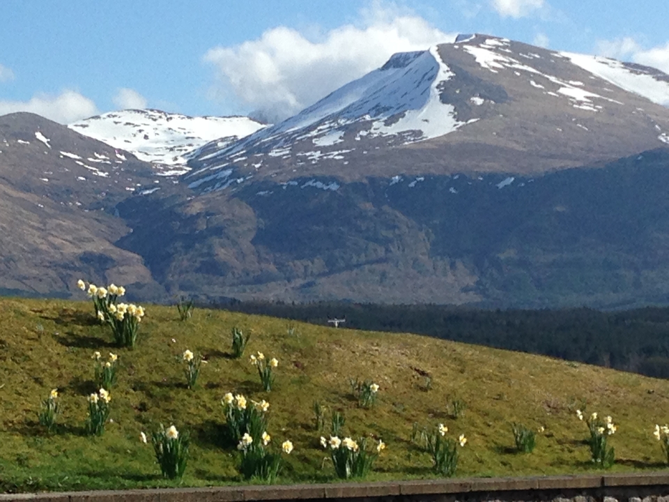 Snow-tipped Scottish mountain ridges behind a meadow dotted with spring daffodils