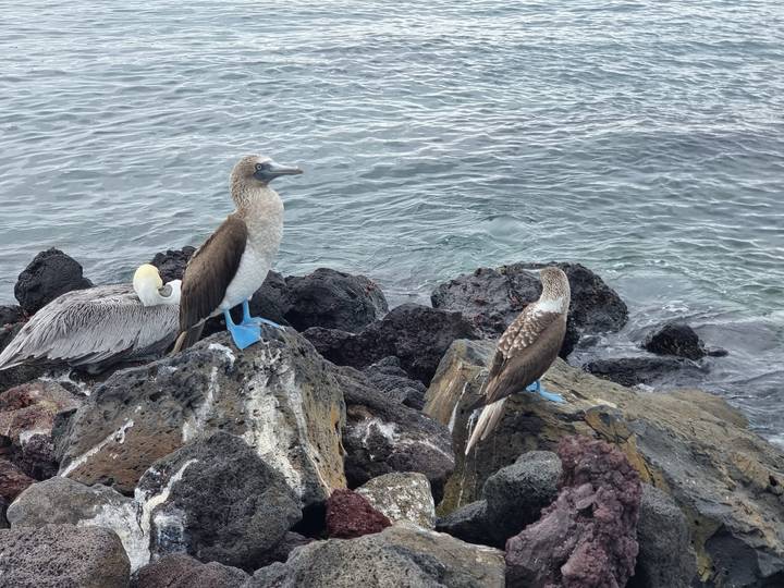 Blue-footed boobies and a pelican perched on dark volcanic rocks by the sea.