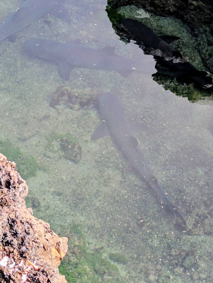 Underwater view looking down on a shark gliding just below the surface in cloudy water.