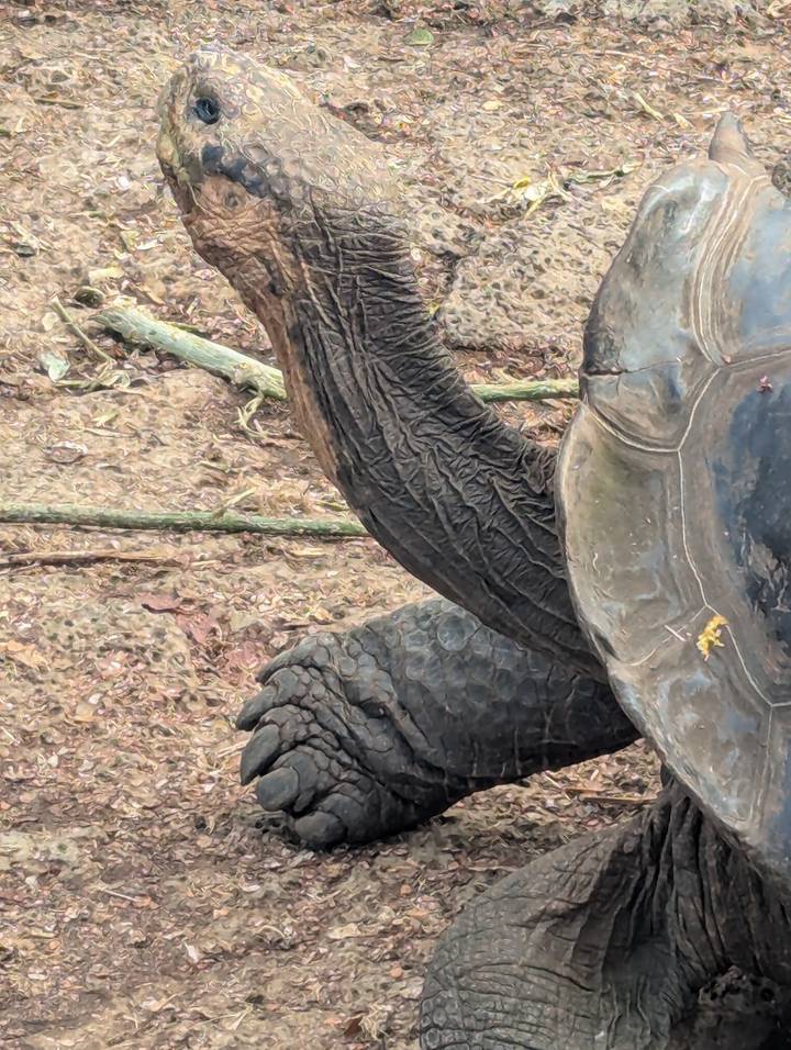 Close-up detail of a giant tortoise's wrinkled neck and shell texture.
