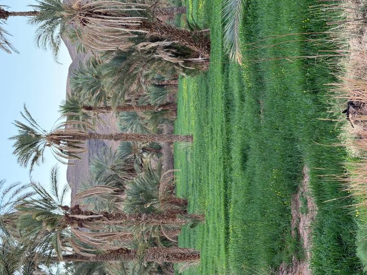 Lush green field lined with tall date palms at the foot of a low arid hill under a clear sky.