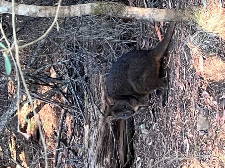Small dark wallaby crouches among twigs and leaf litter on the forest floor.