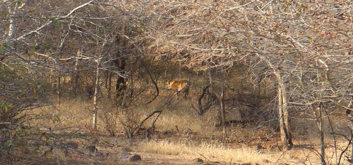 Distant view of a tiger walking through dry brush and sparse forest.