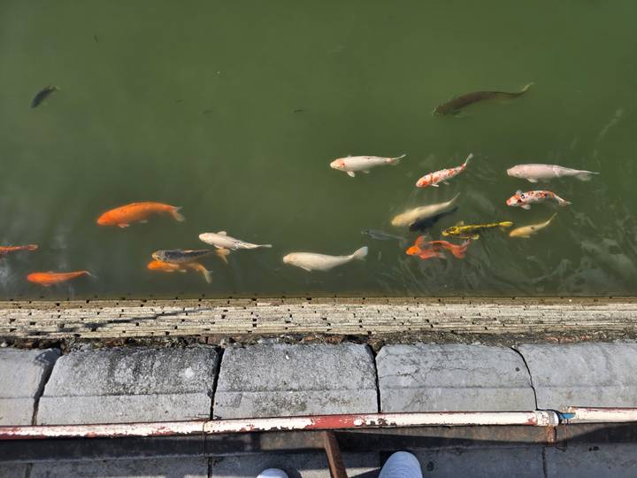 Top-down view of colorful koi fish swimming in a green pond beside a stone edge.