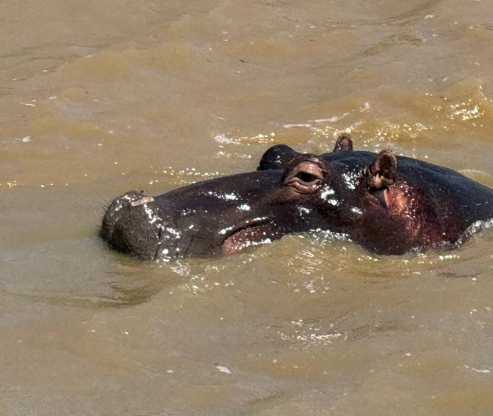 Close-up of a hippo partially submerged in muddy river water.