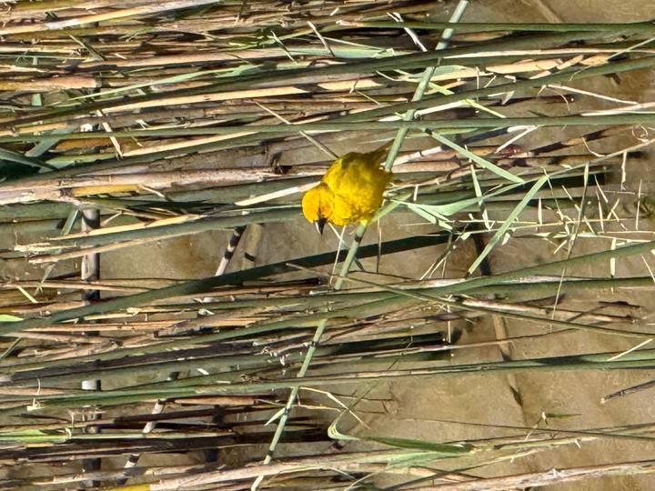 Bright yellow songbird perched among tall reeds.