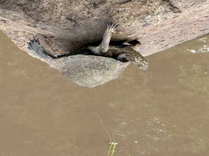 Freshwater turtle basking on a rock at the edge of muddy water.